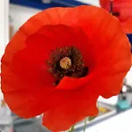Anthos
