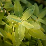 Anthos
