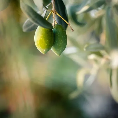 Anthos * Liménasz