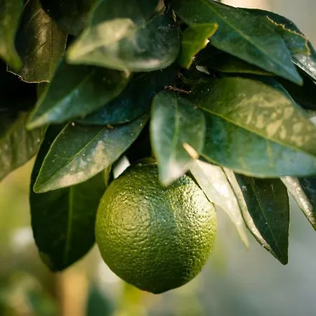 Apartament Anthos Limenas (Thasos)