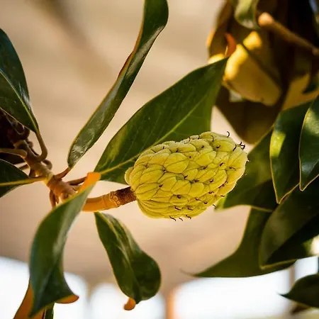 Anthos * Liménasz