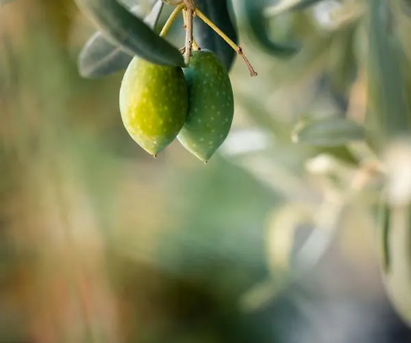 安松公寓式酒店 * 萨索斯
