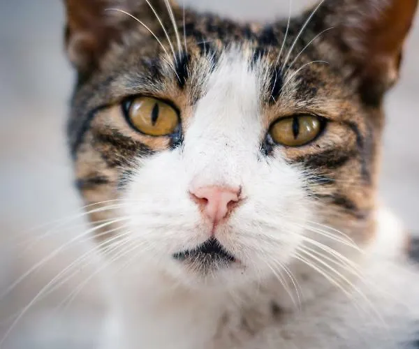 安松公寓式酒店 *