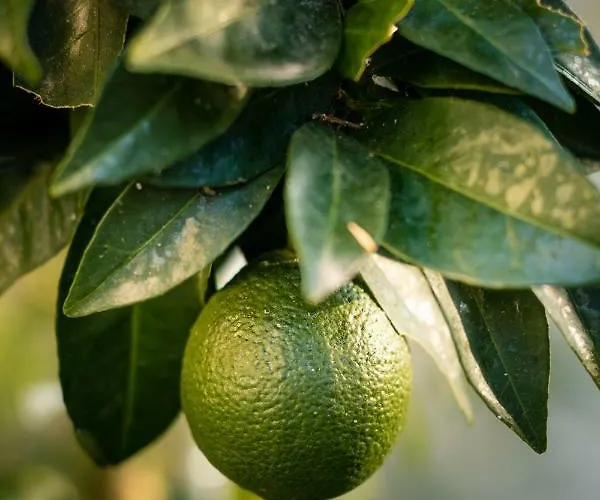 公寓 安松公寓式酒店 萨索斯