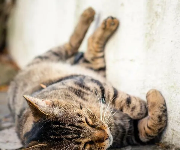 安松公寓式酒店 公寓