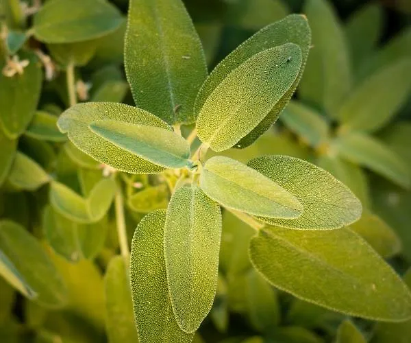 安松公寓式酒店